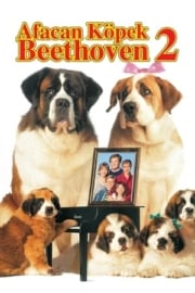 Afacan Köpek Beethoven 2